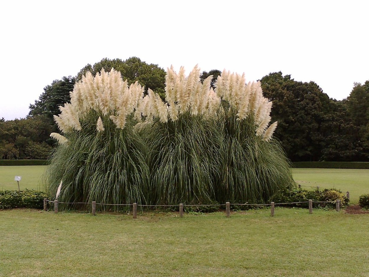 Пампасная трава
