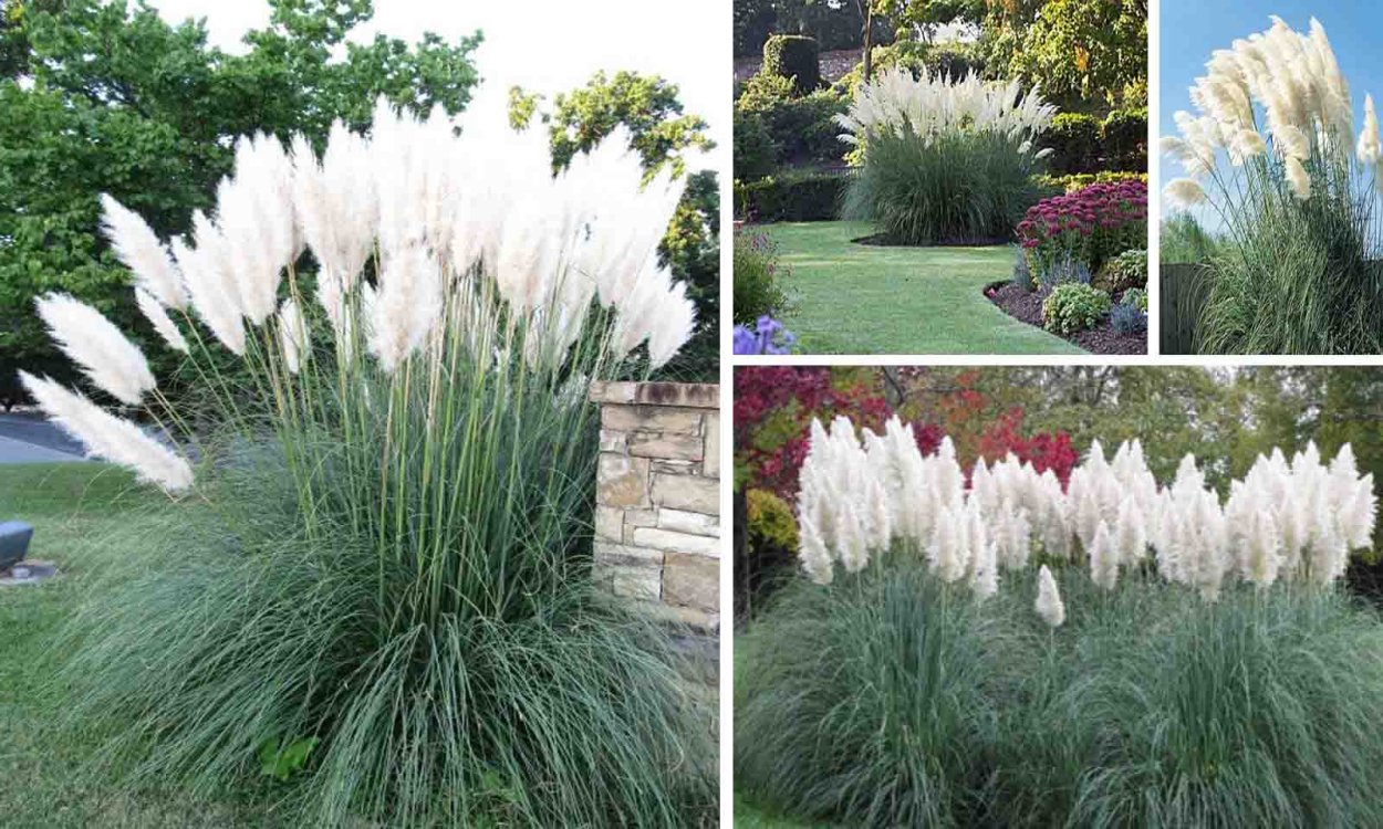 Пампасная трава розовое облако