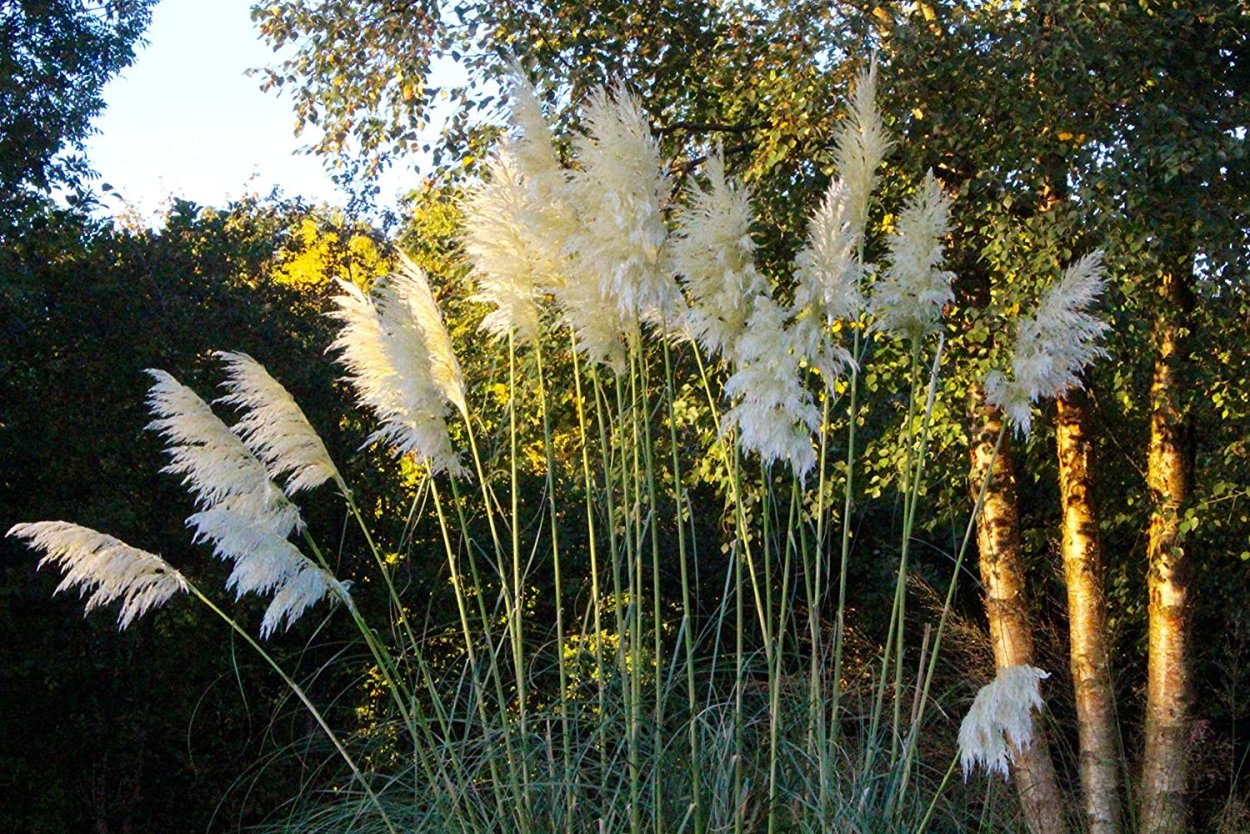 Пампасная трава Фламинго