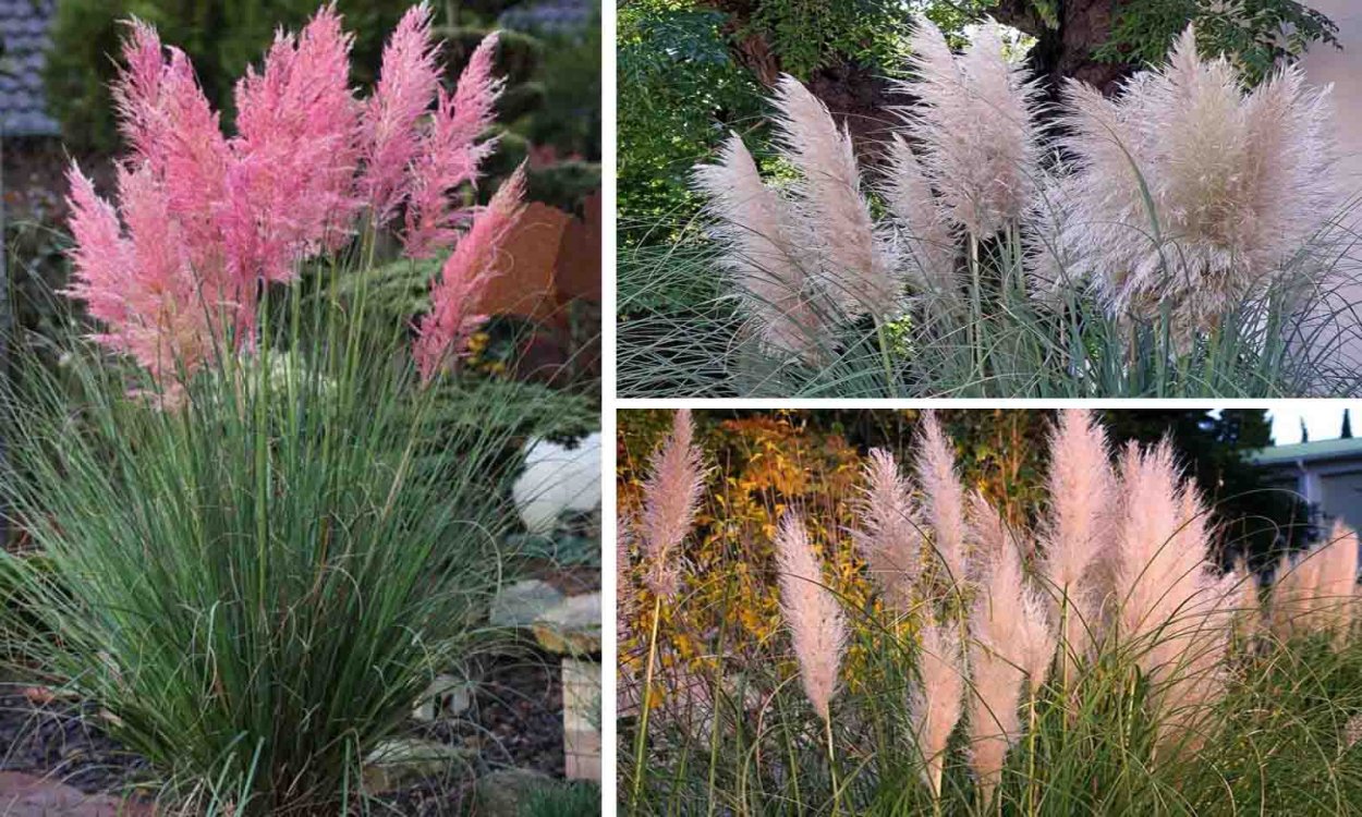 Кортадерия Селло Пумила