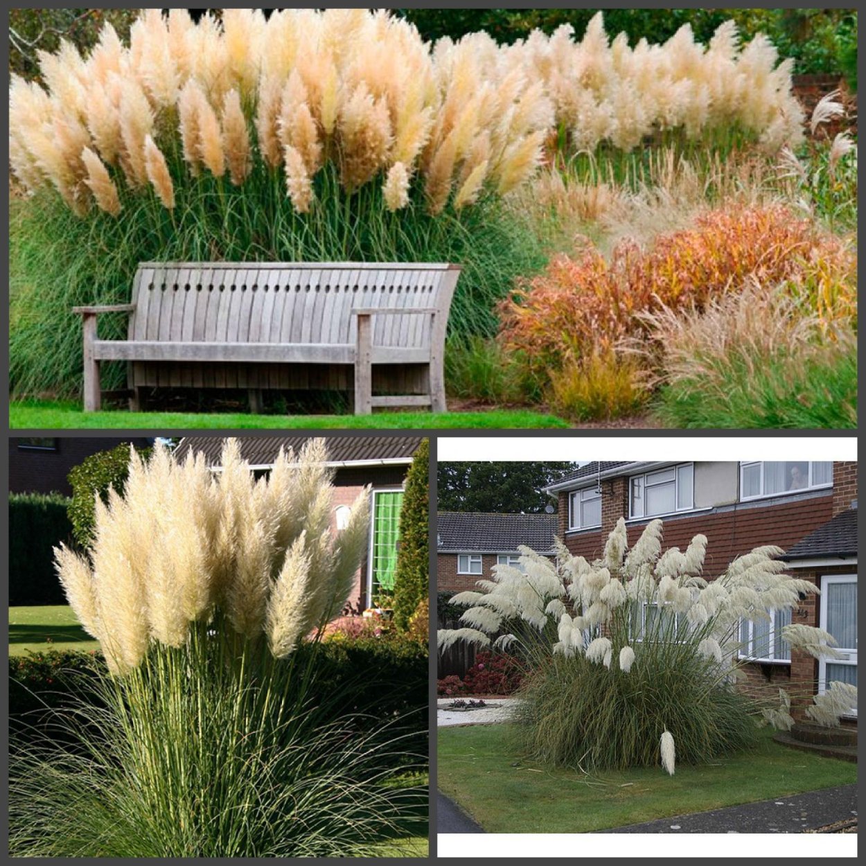 Кортадерия пампасная трава