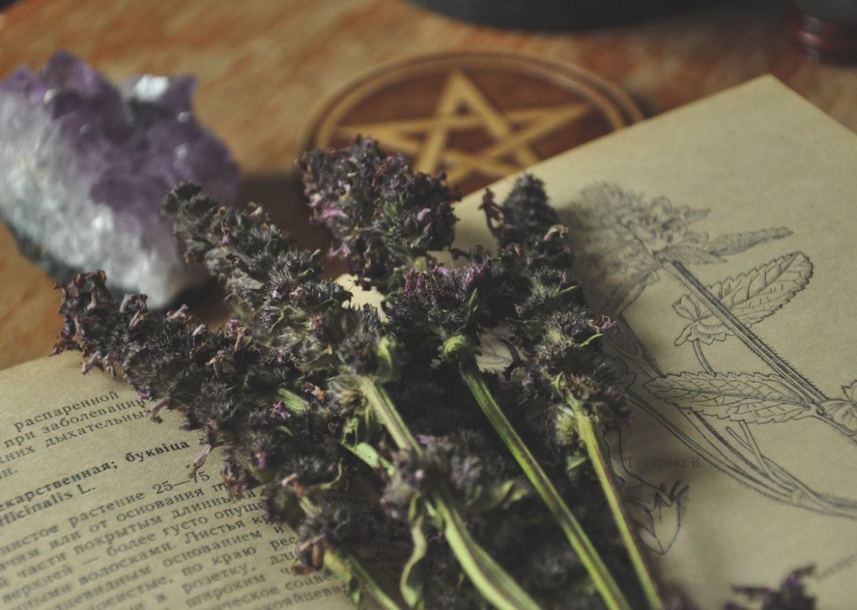 Гармала ВЕДЬМИНА трава