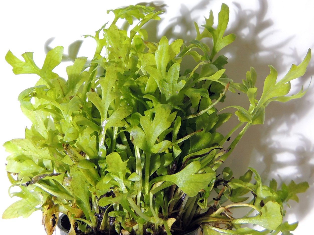 Папоротник таиландский (Microsorum Pteropus Philippine)