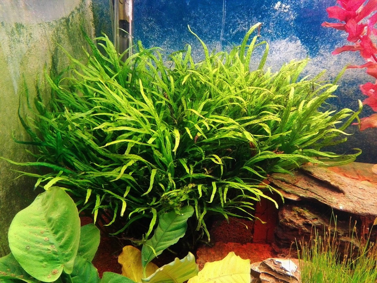 Папоротник таиландский (Microsorum Pteropus)