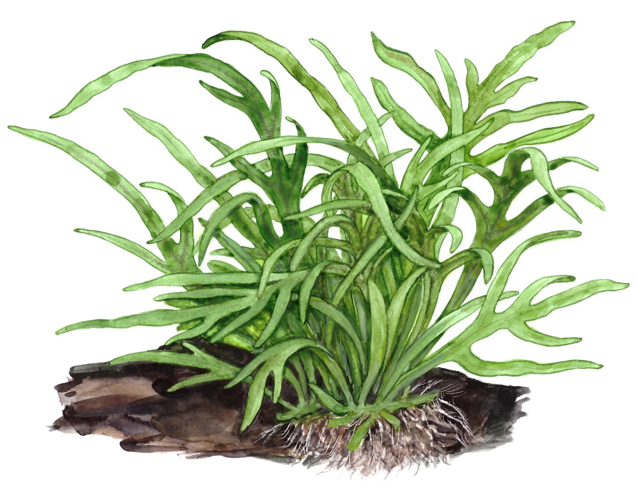 Папоротник таиландский (Microsorum Pteropus)