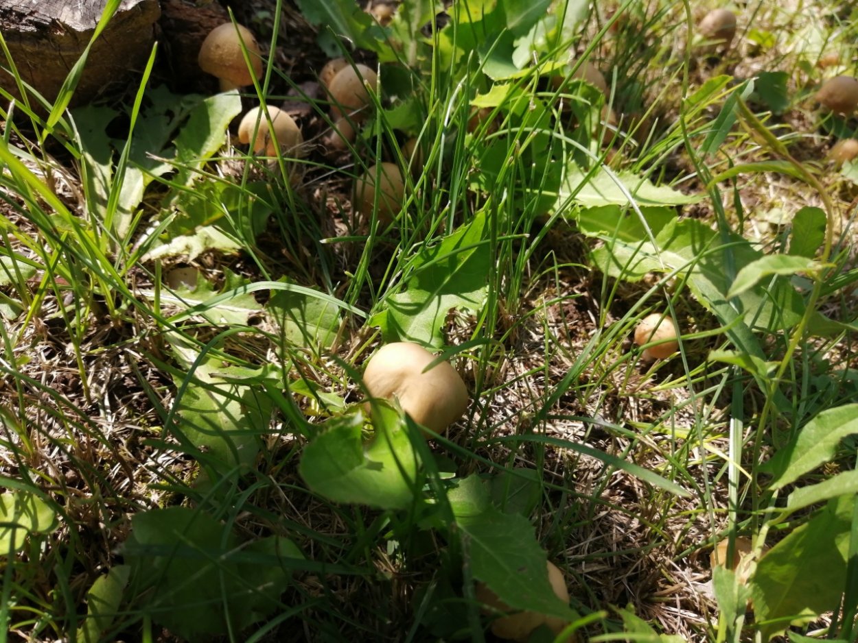 Трава с запахом грибов