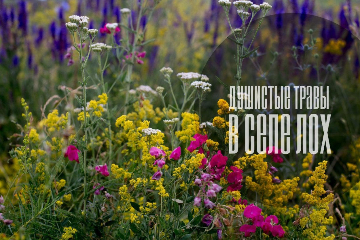 Чабрец дерево