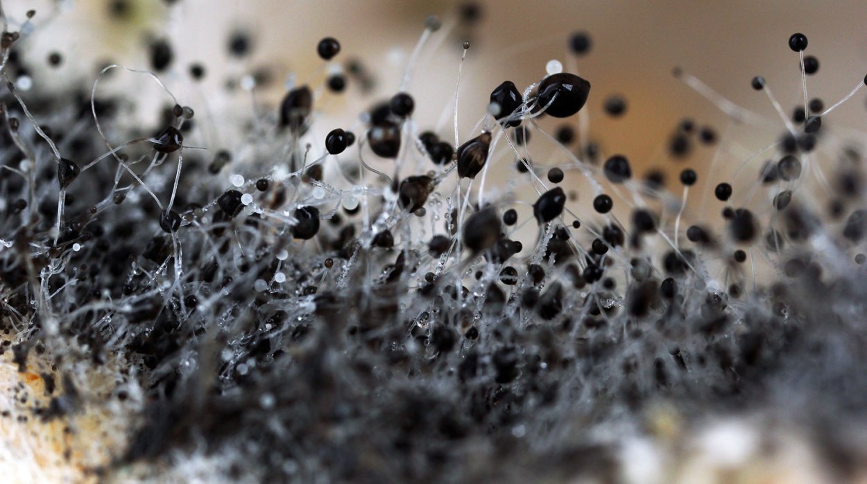 Плесень аспергилл черный