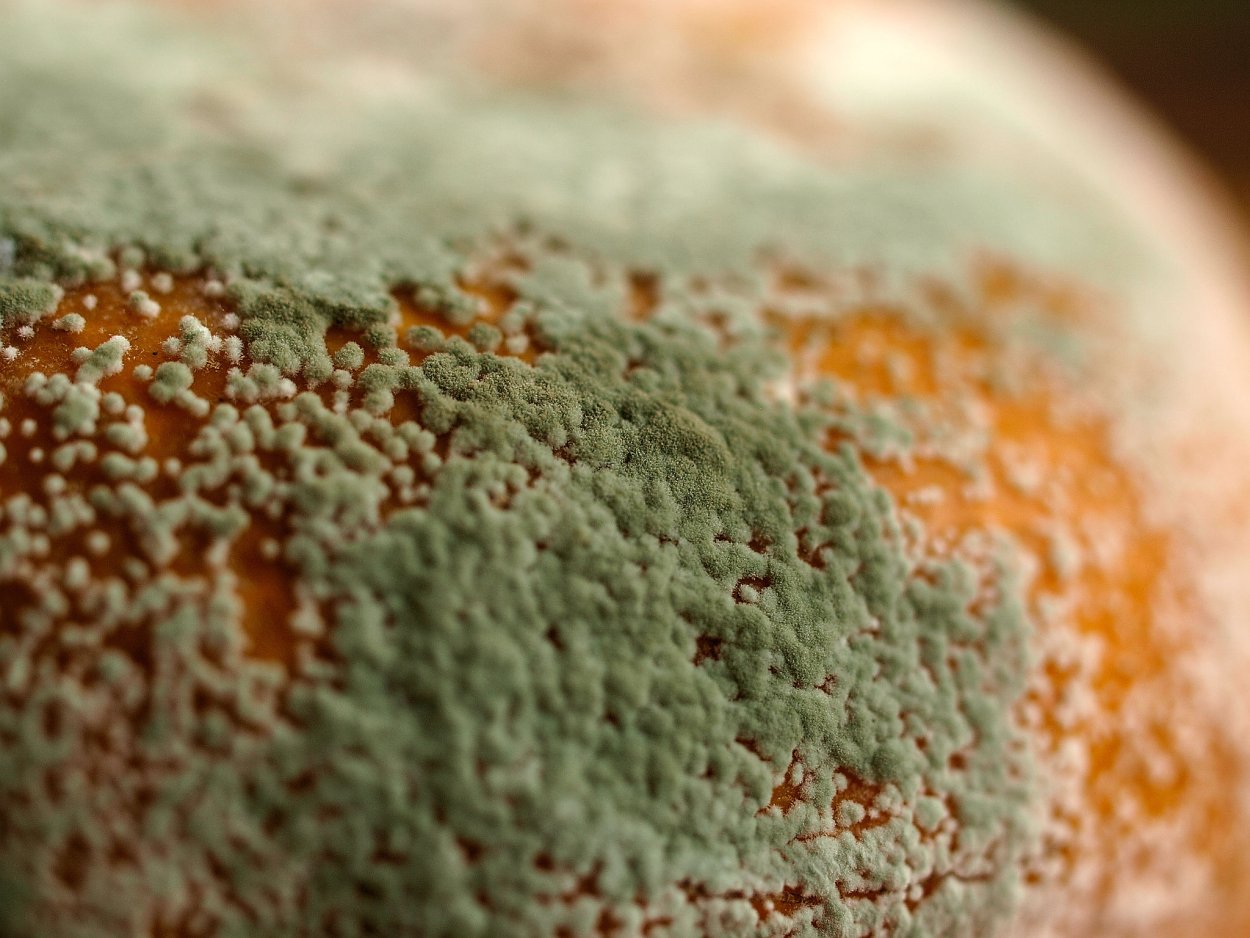 Плесень Макросъемка