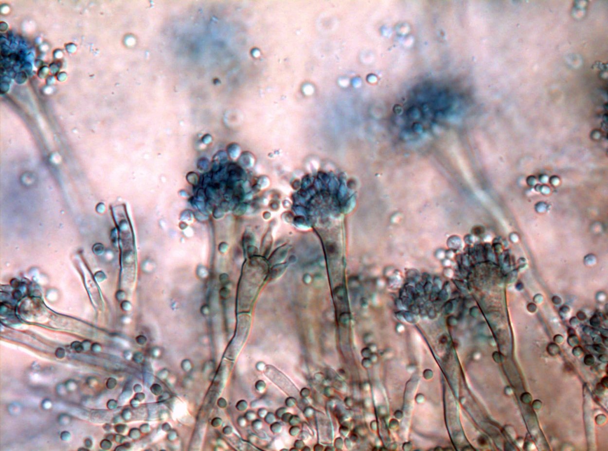 Плесень мукор