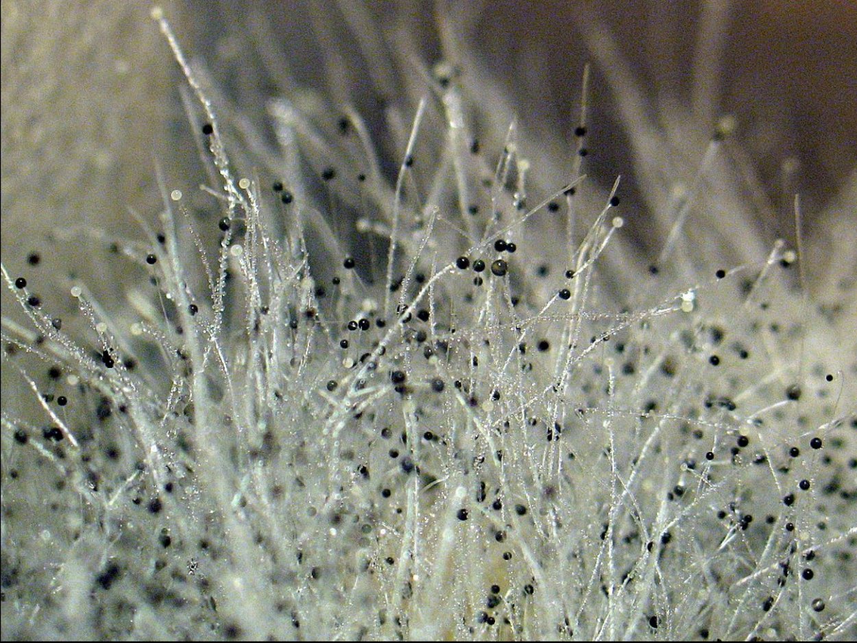 Ulocladium плесень