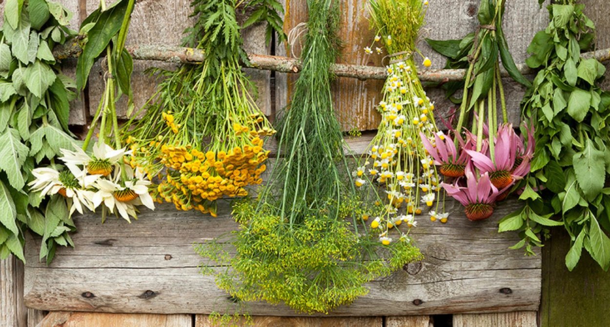 Засушенные травы