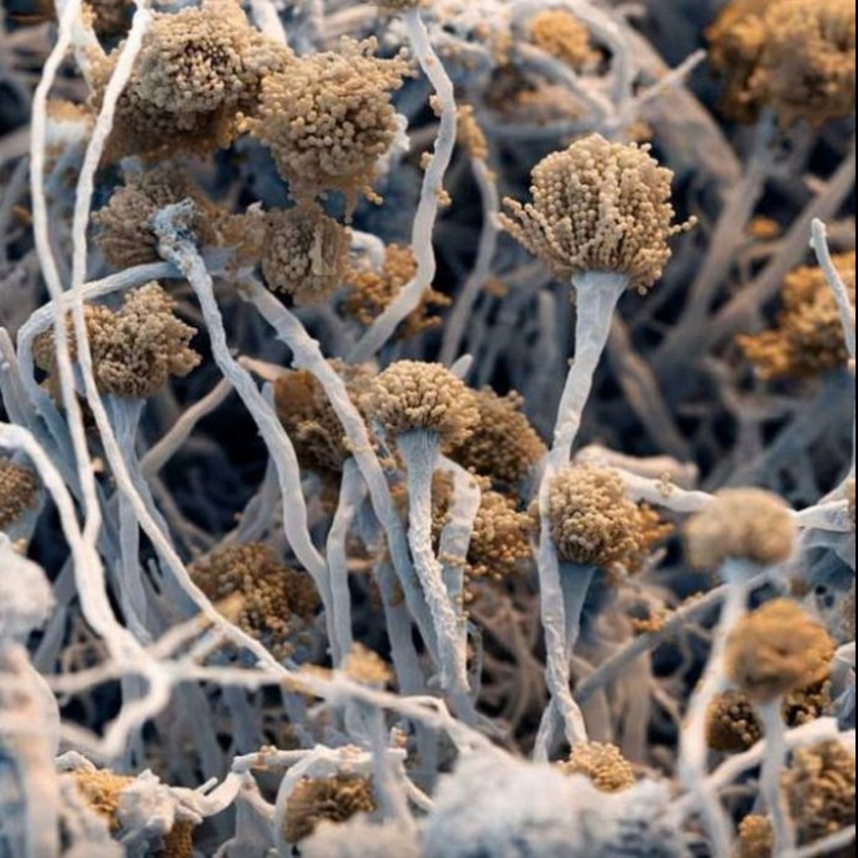 Плесневые грибы грибы аспергилл