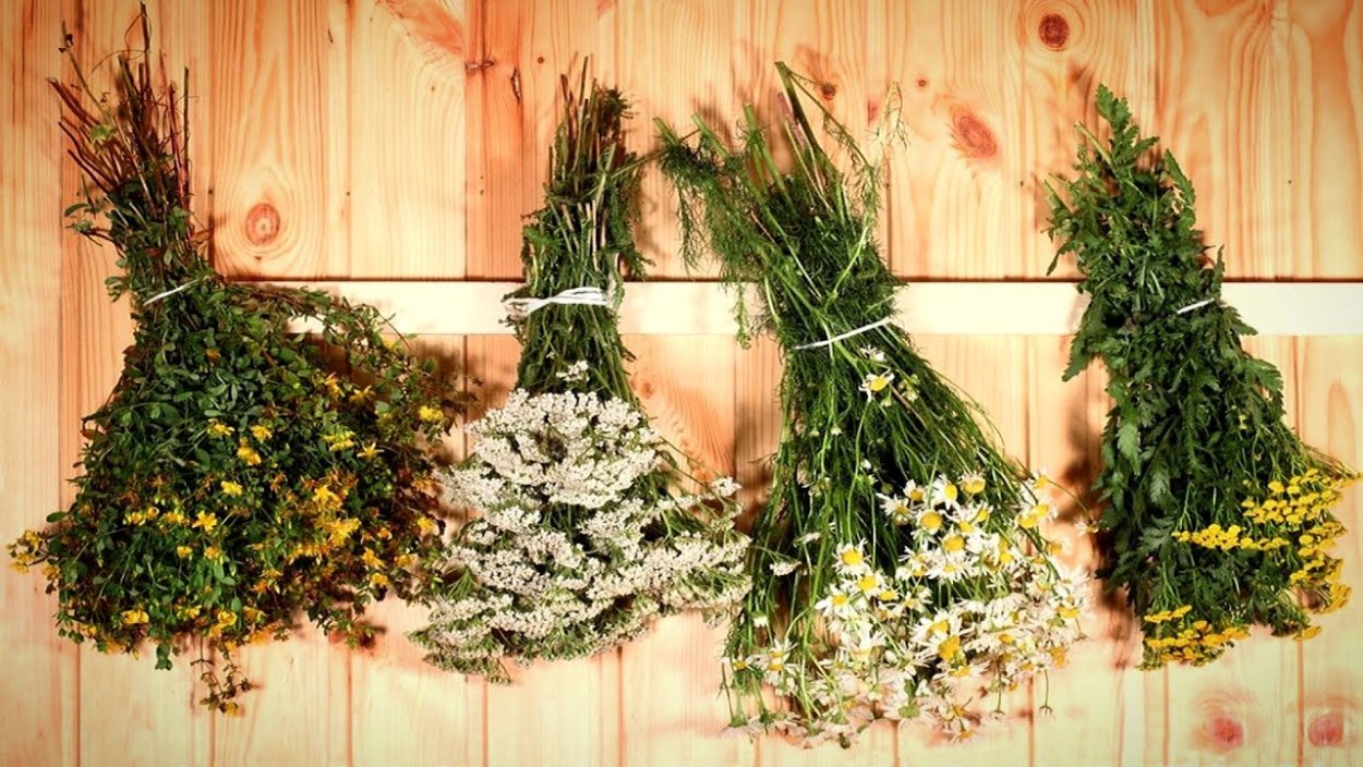 Душистые травы для чая фото с названиями