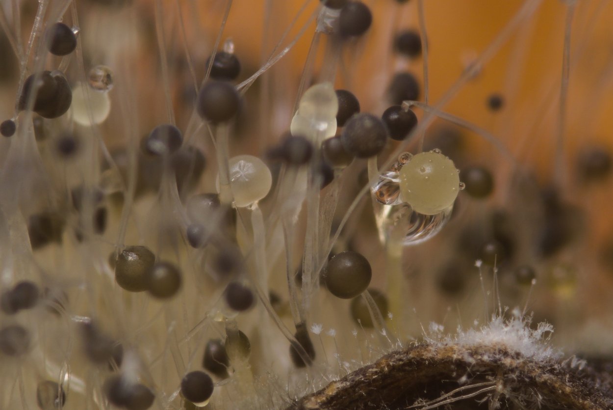 Плесень гриб мукор