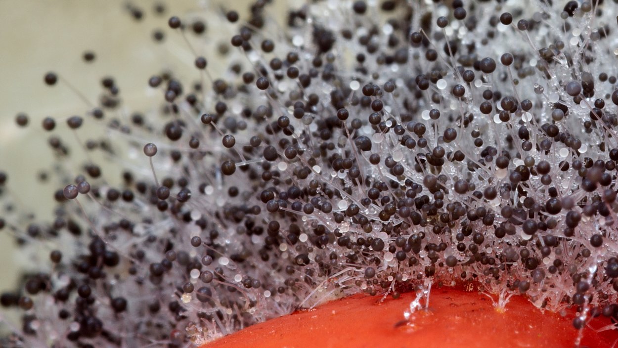 Серая плесень под микроскопом