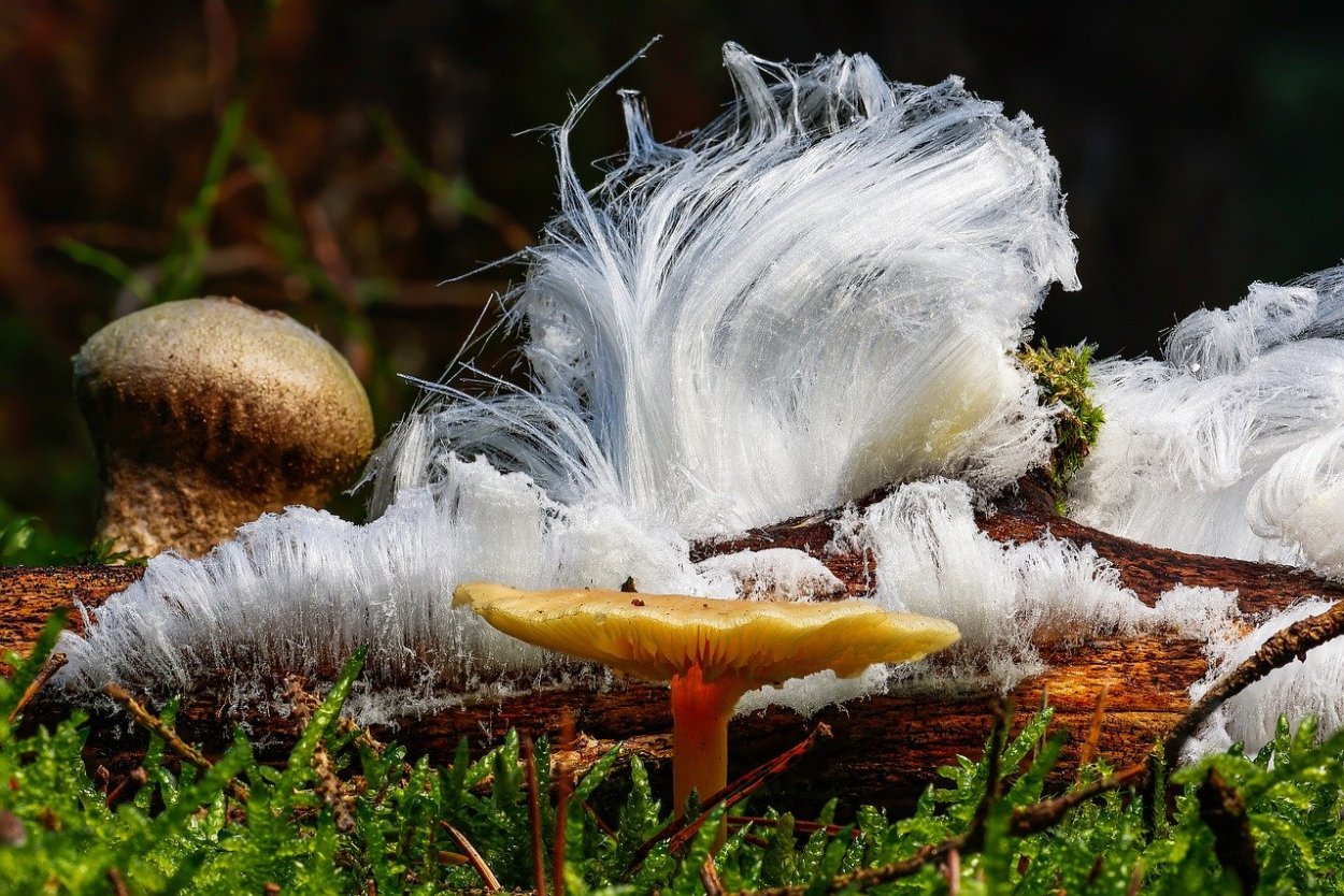 Грибы плесень