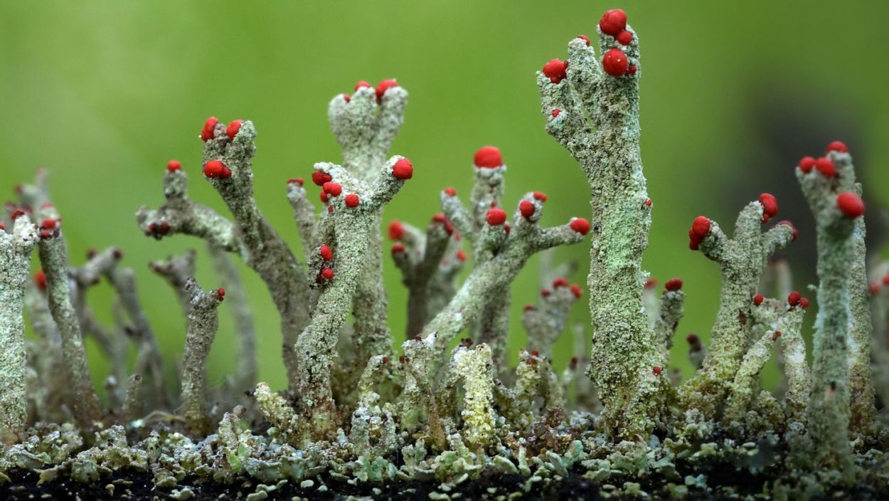 Cladonia floerkeana кладония