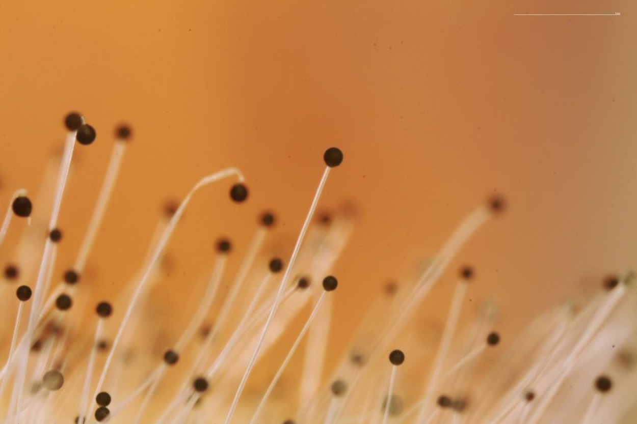 Плесневые грибы спорангии