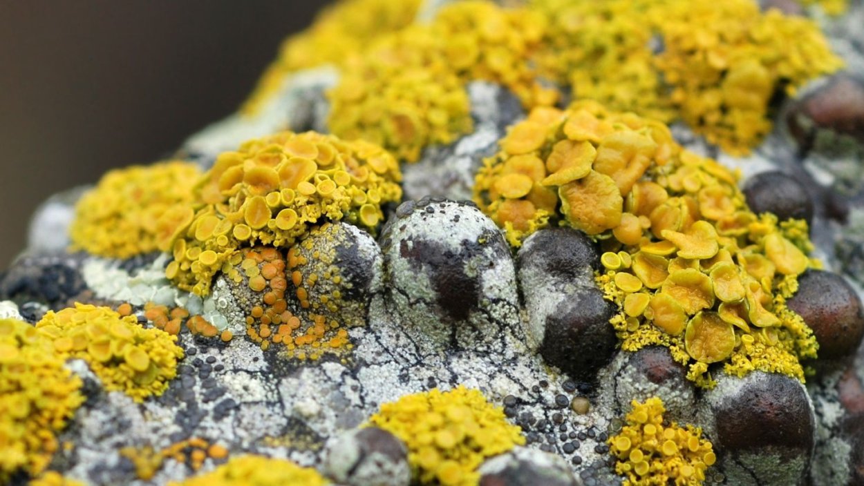 Плесневелые лишайники