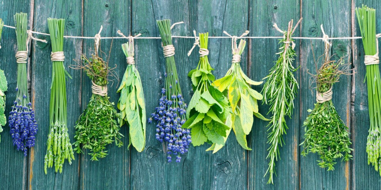 Целебные травы в природе