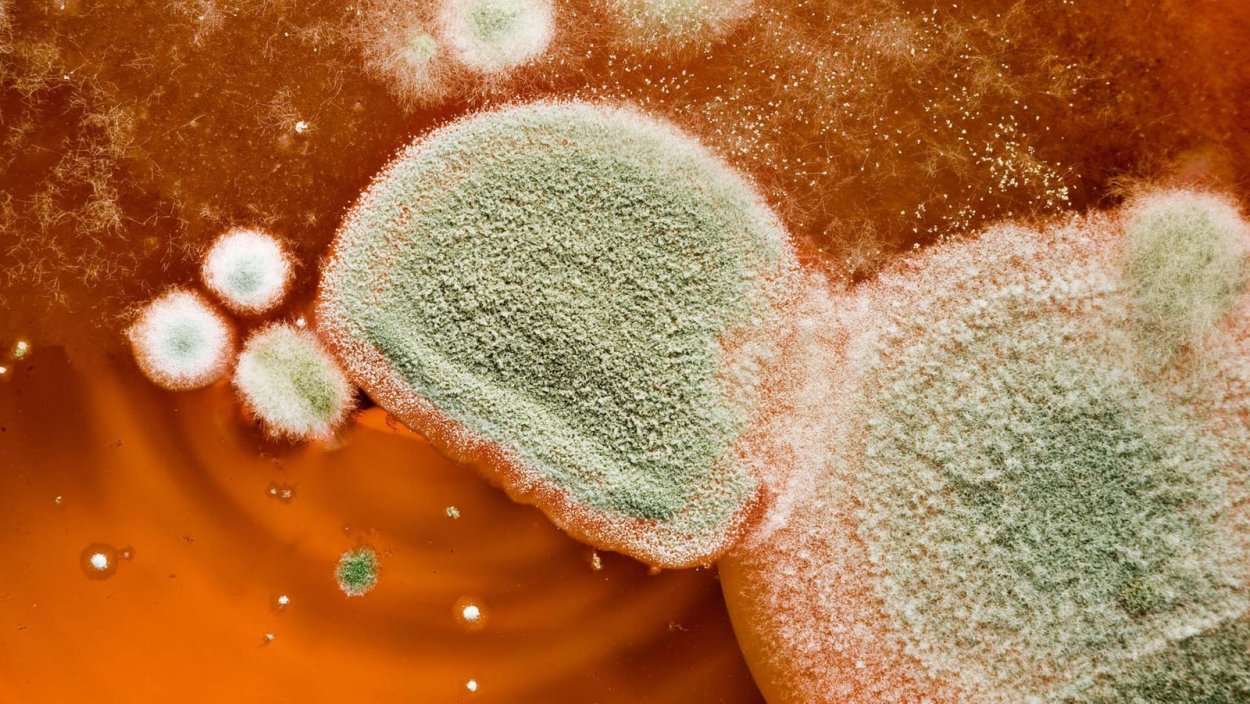 Плесневые грибы на еде