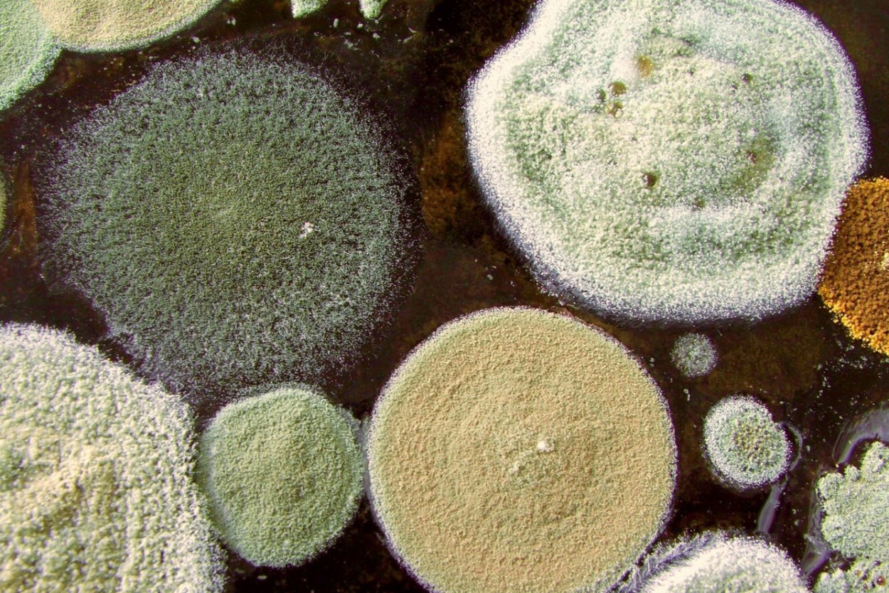 Плесени/плесневые грибы