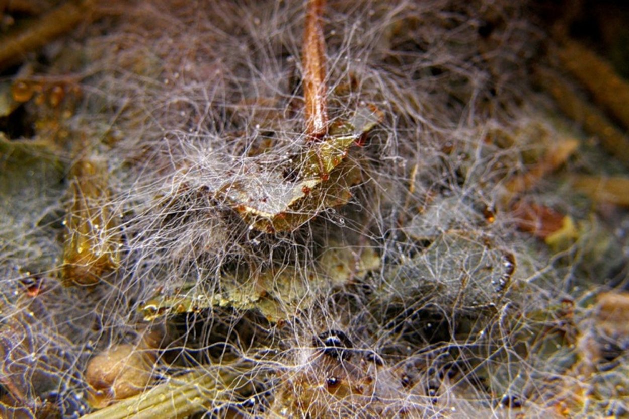 Плесень паутинка