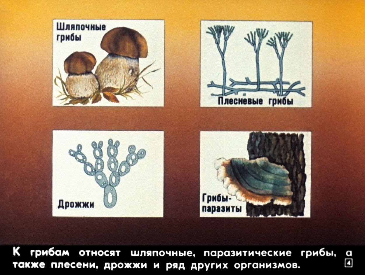 Грибы плесневые, Шапочные, дрожжи