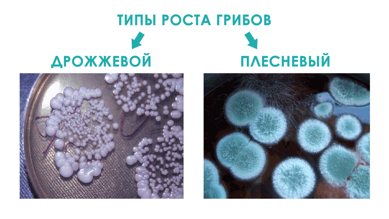 Грибок кандида плесневые грибы