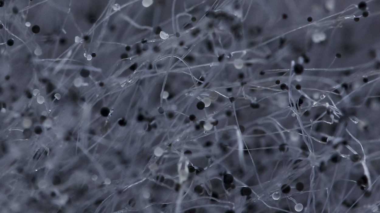 Плесень Макросъемка