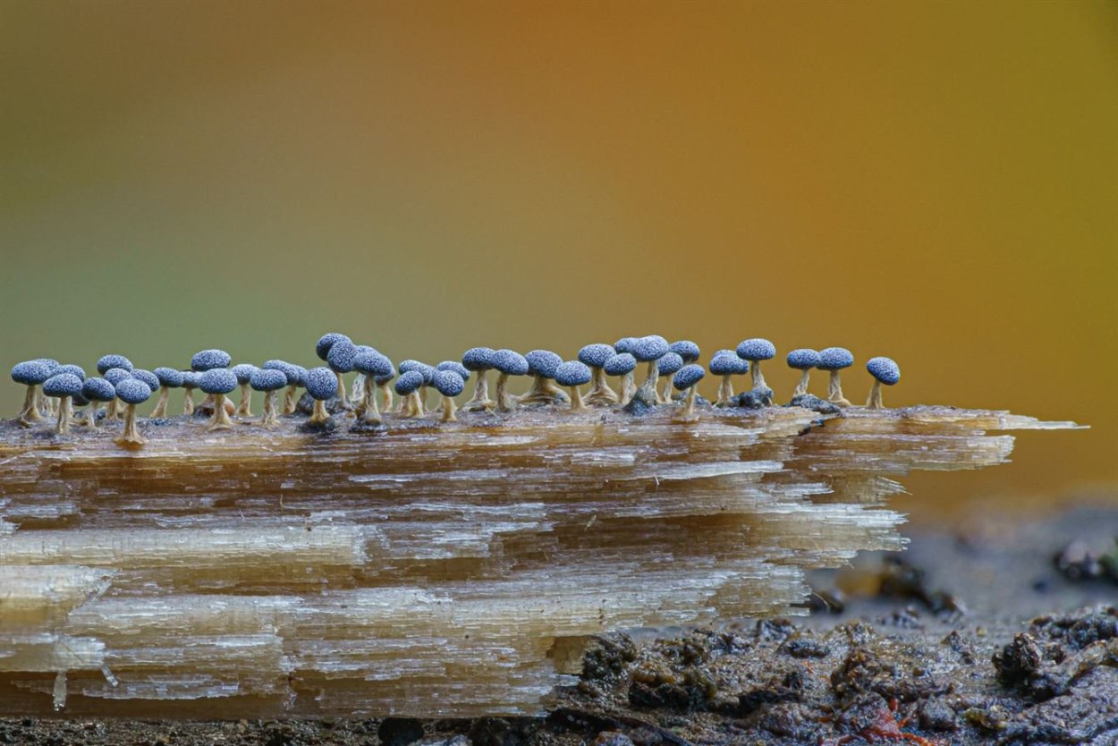 Didymium squamulosum