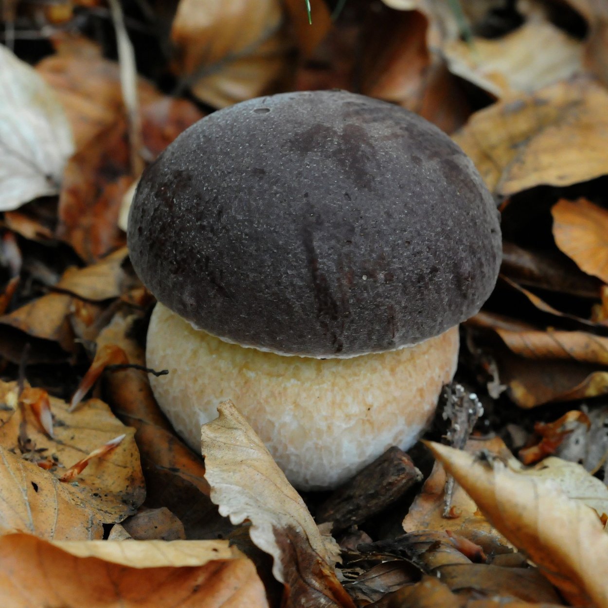 Боровик с черной шляпкой