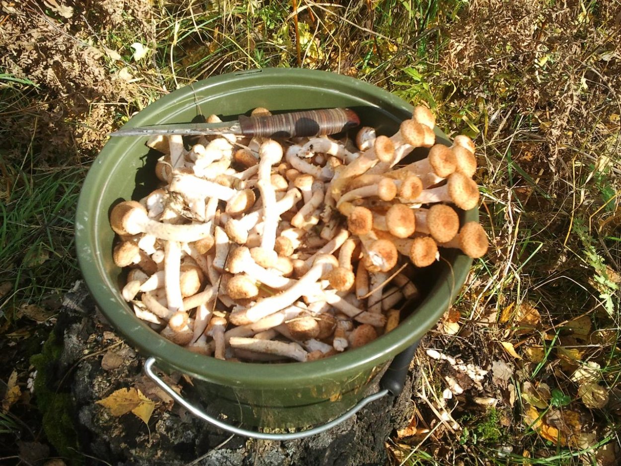 Опята осенние в ведре