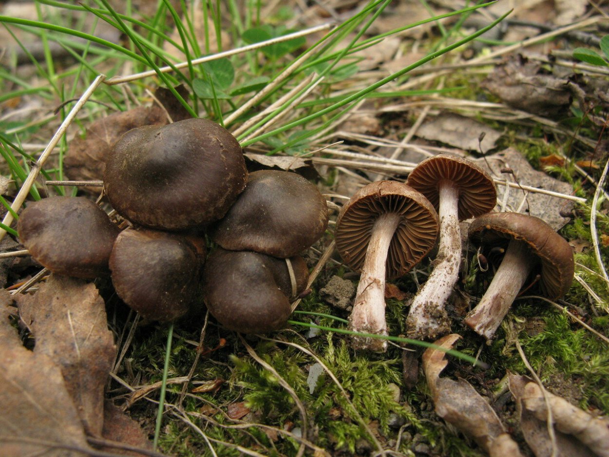 Паутинник пластинчатый