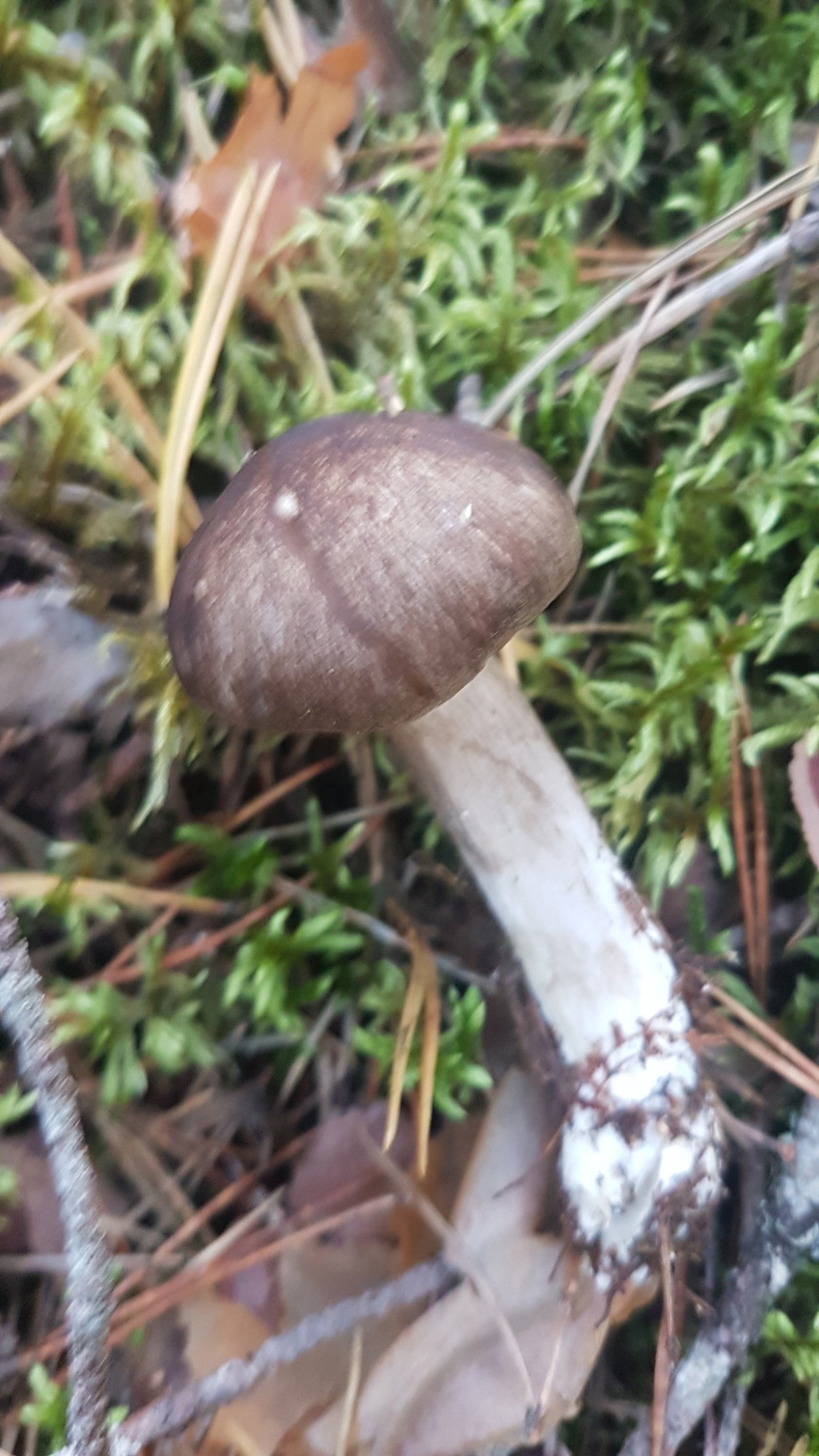 Грибы Крыма гигрофор