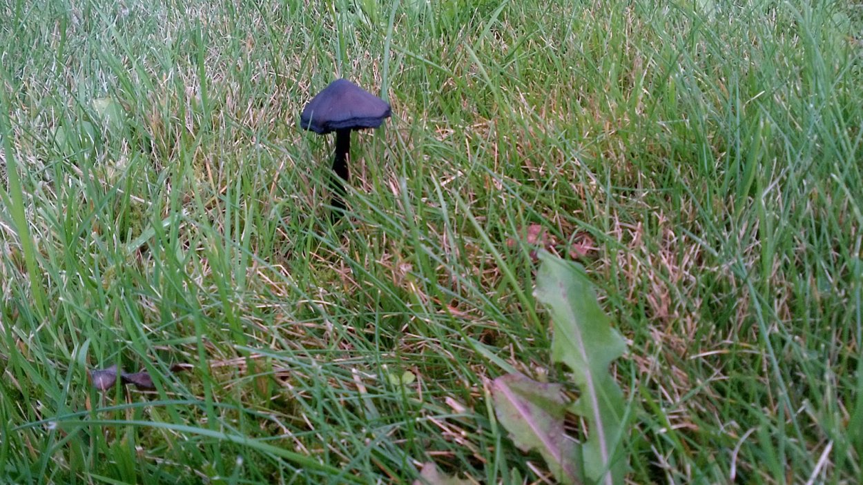 Мелкие черные грибы