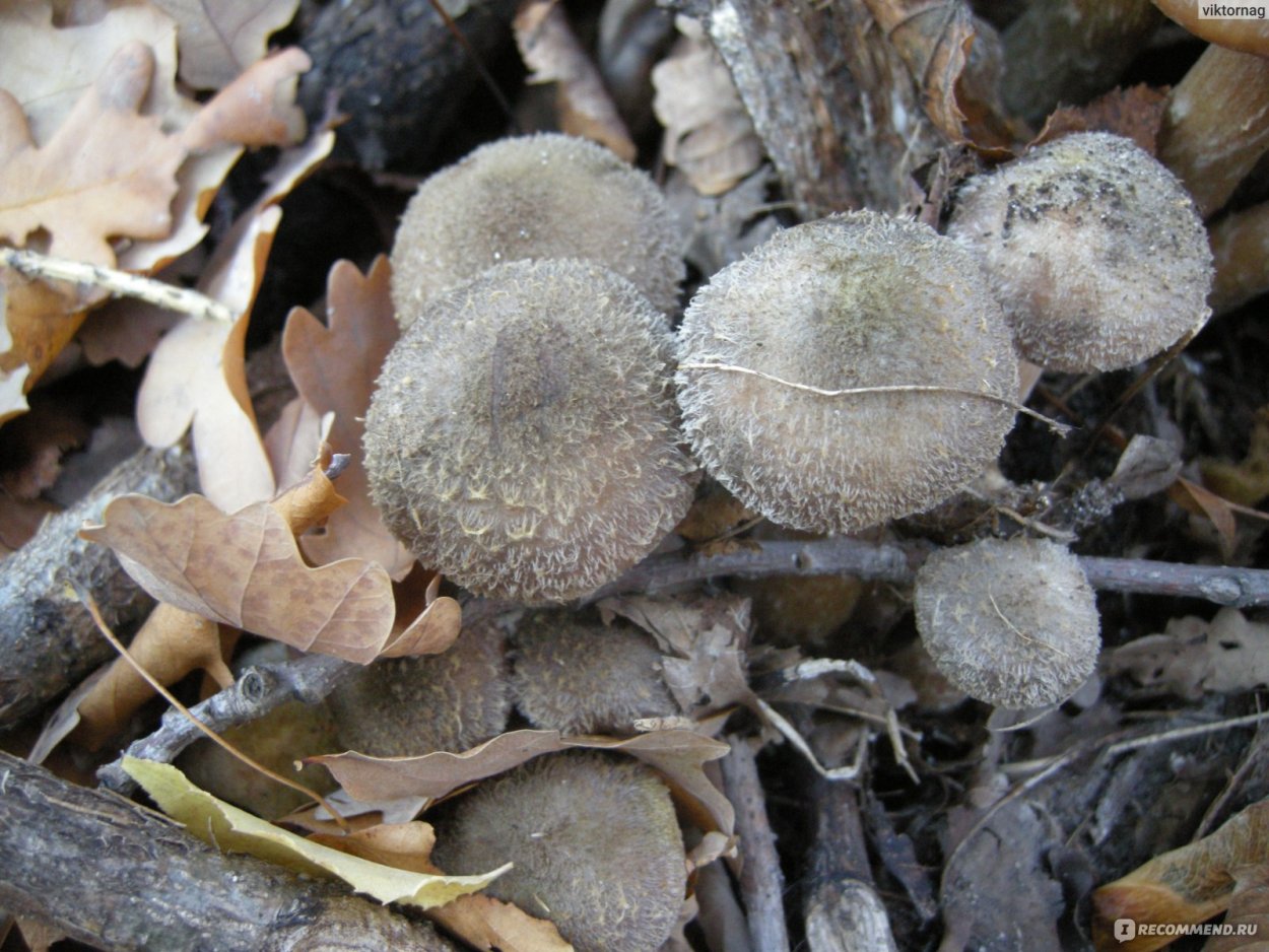 Гриб серый опёнок