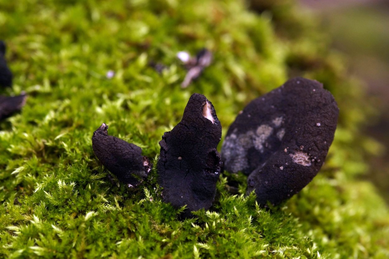 Черный гриб Краснодарский край