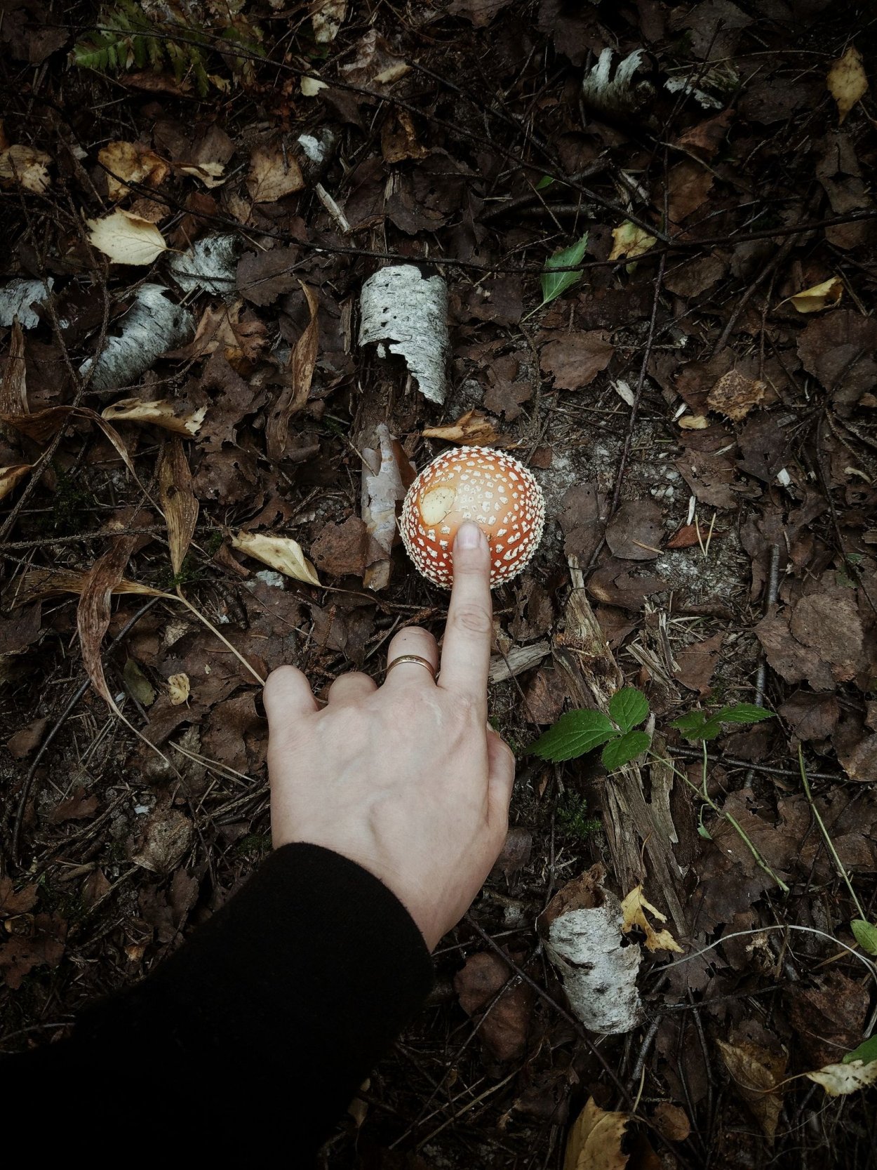 Ведьма с грибами