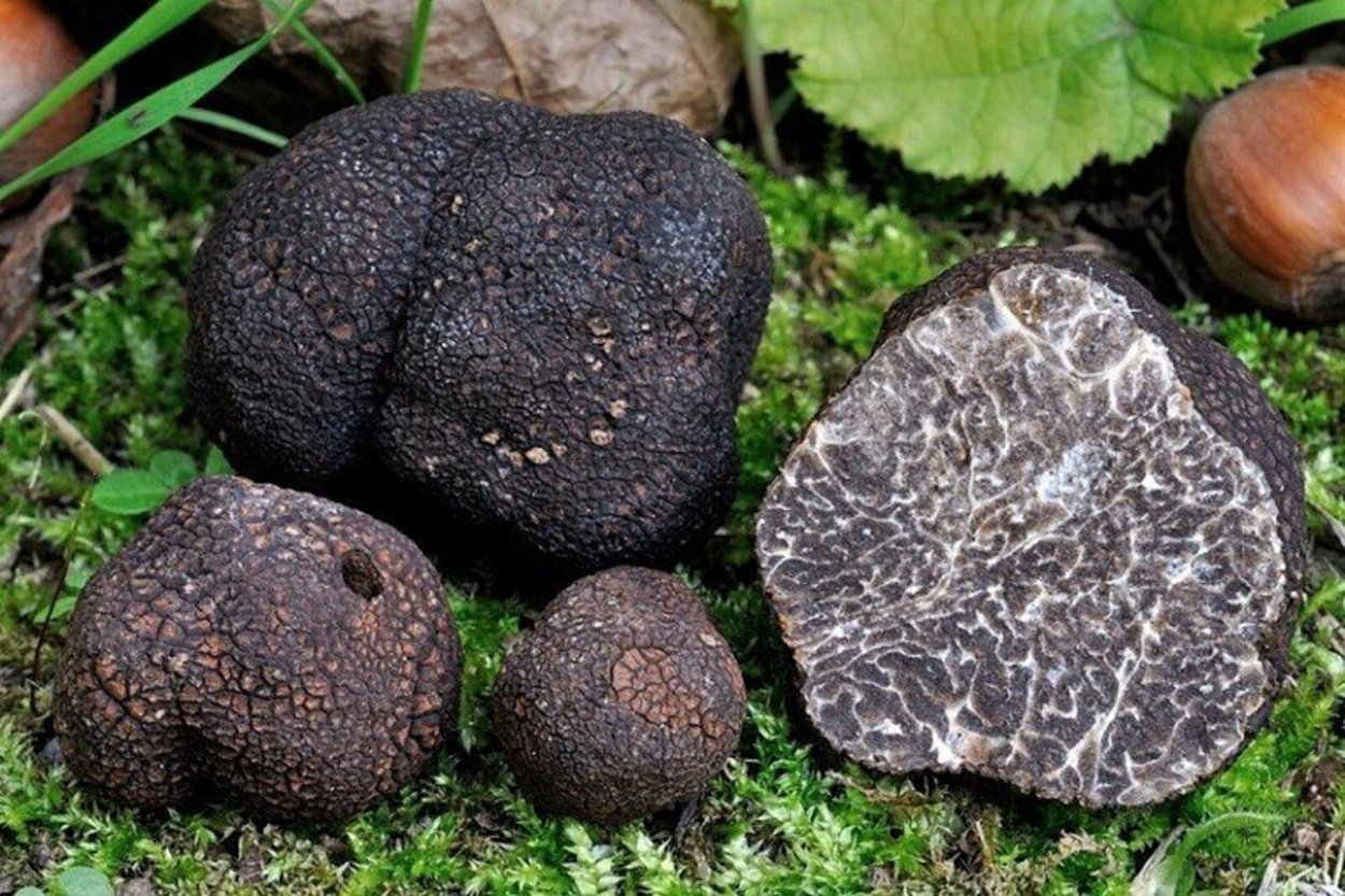 Трюфеля чёрного (Tuber melanosporum)