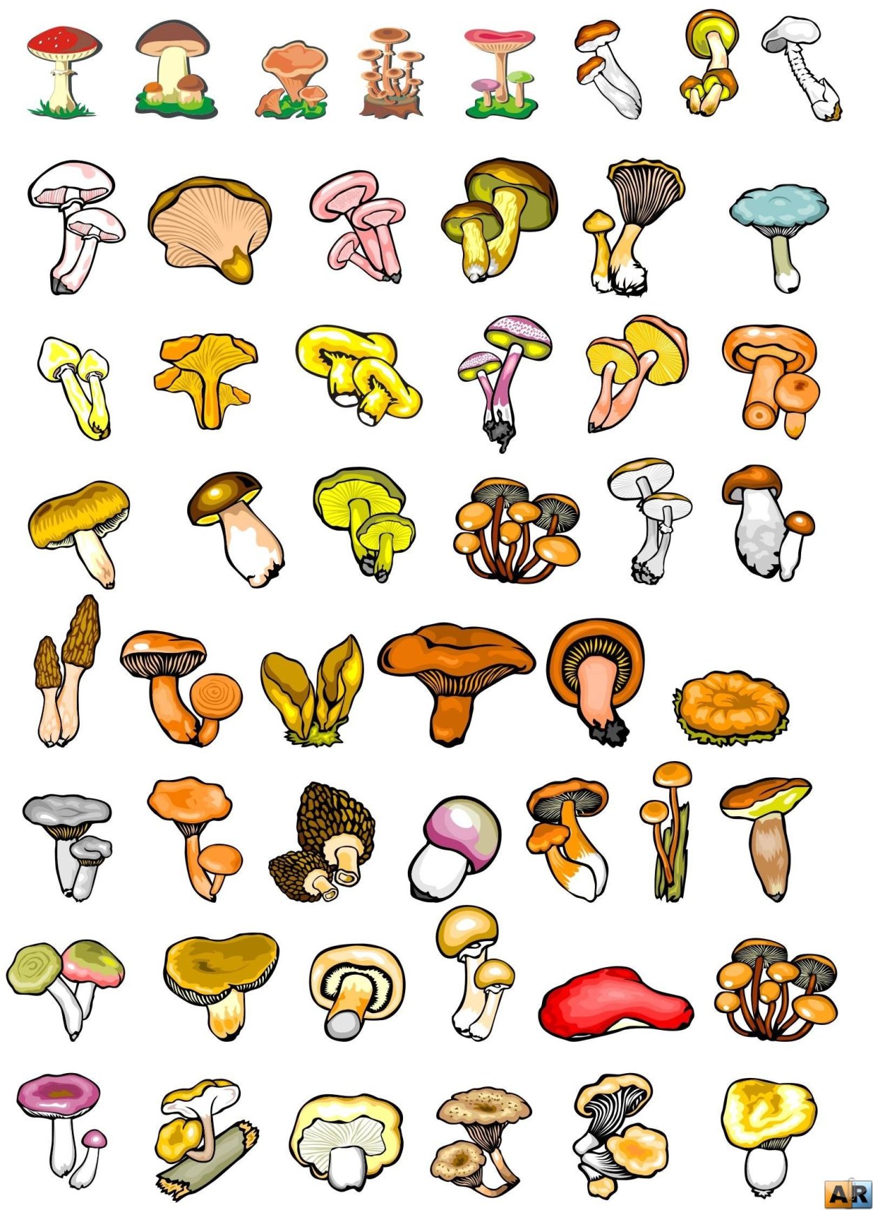 Рисунки грибов