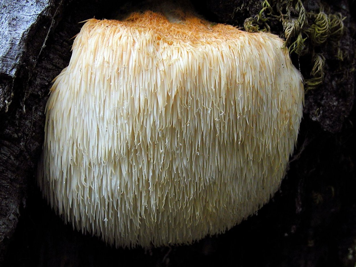 Ежовик гребенчатый Hericium Erinaceus
