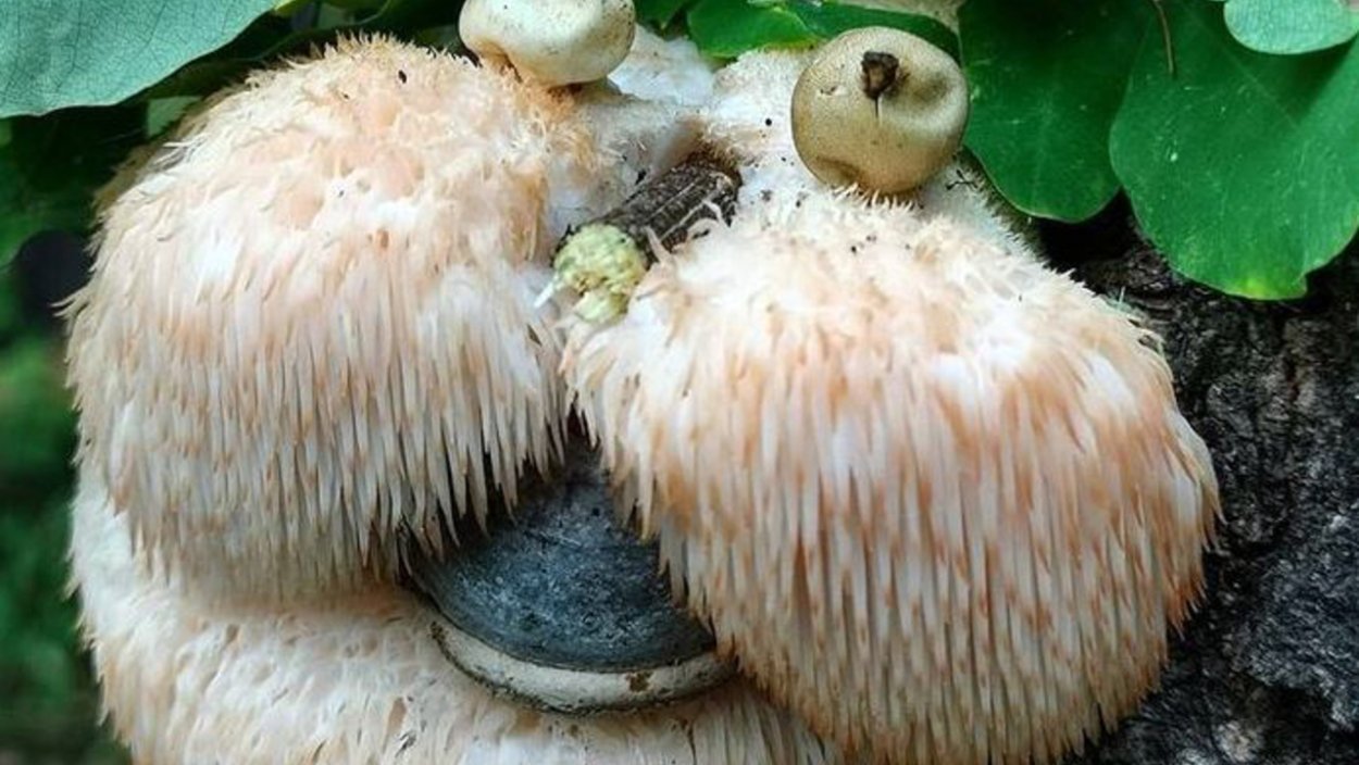 Ежовик белый