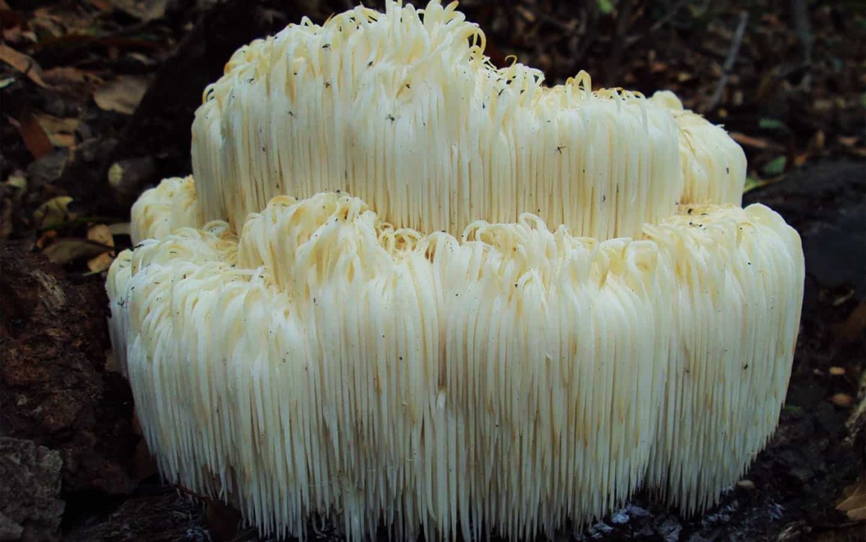 Ежевик (ежовик) гребенчатый