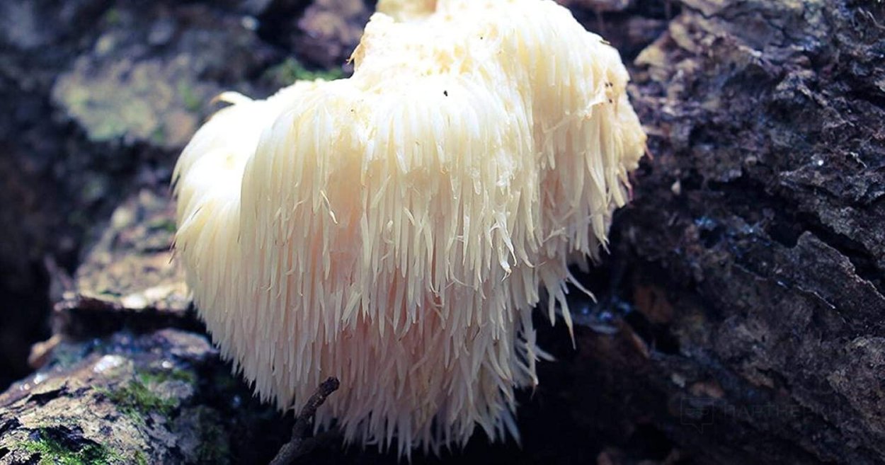 Lions Mane ежевик гребенчатый