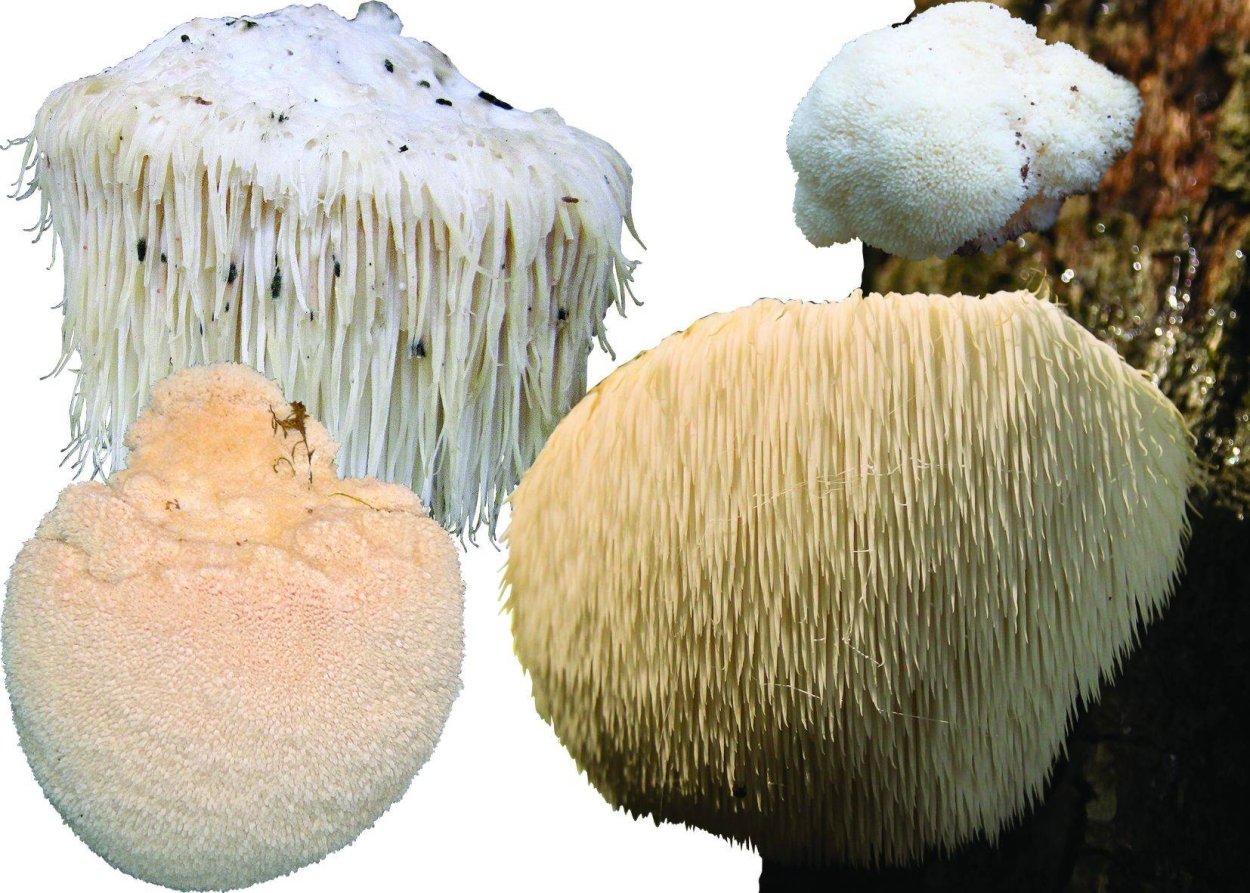 Ежевик (ежовик) гребенчатый