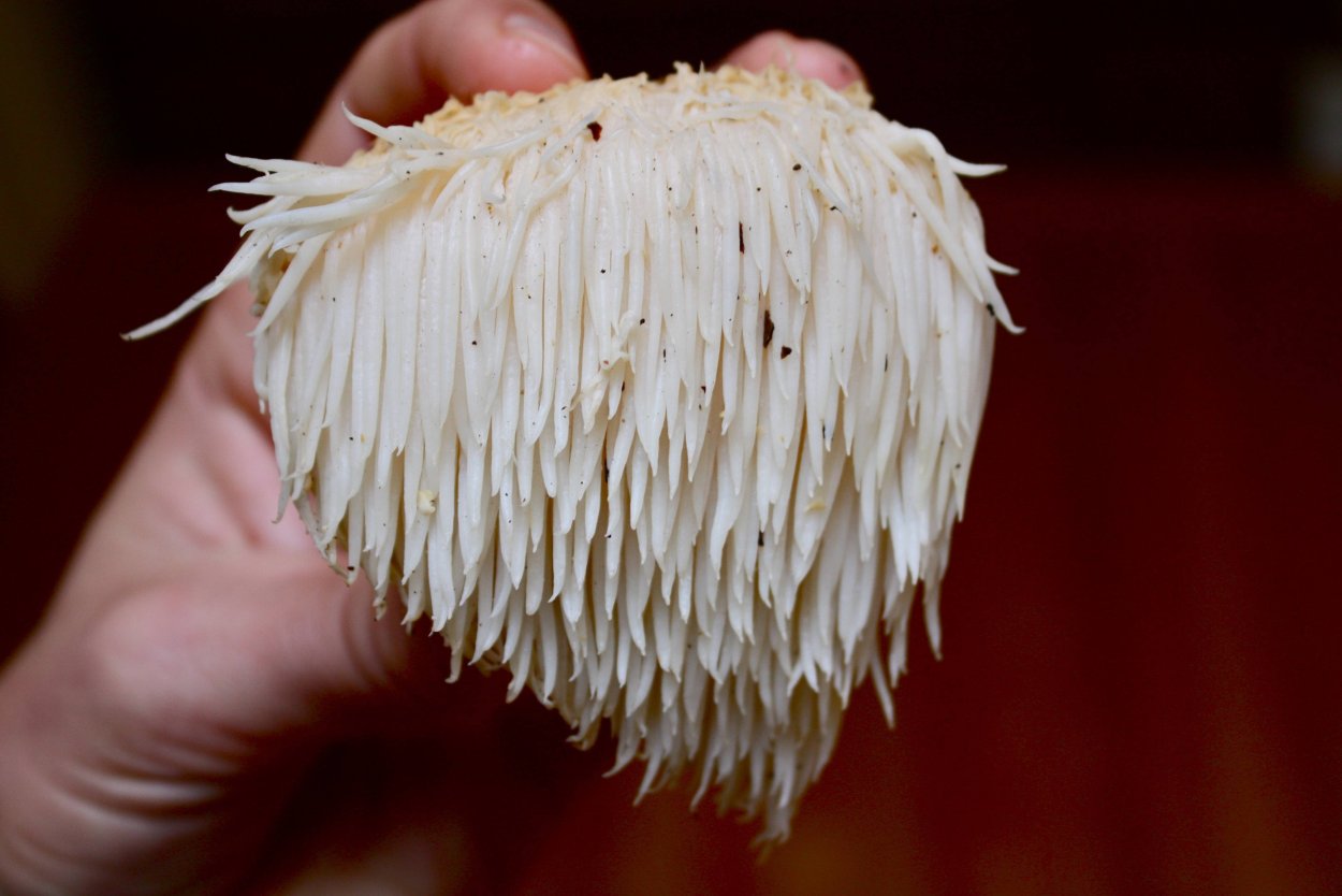 Ежовик Герициум