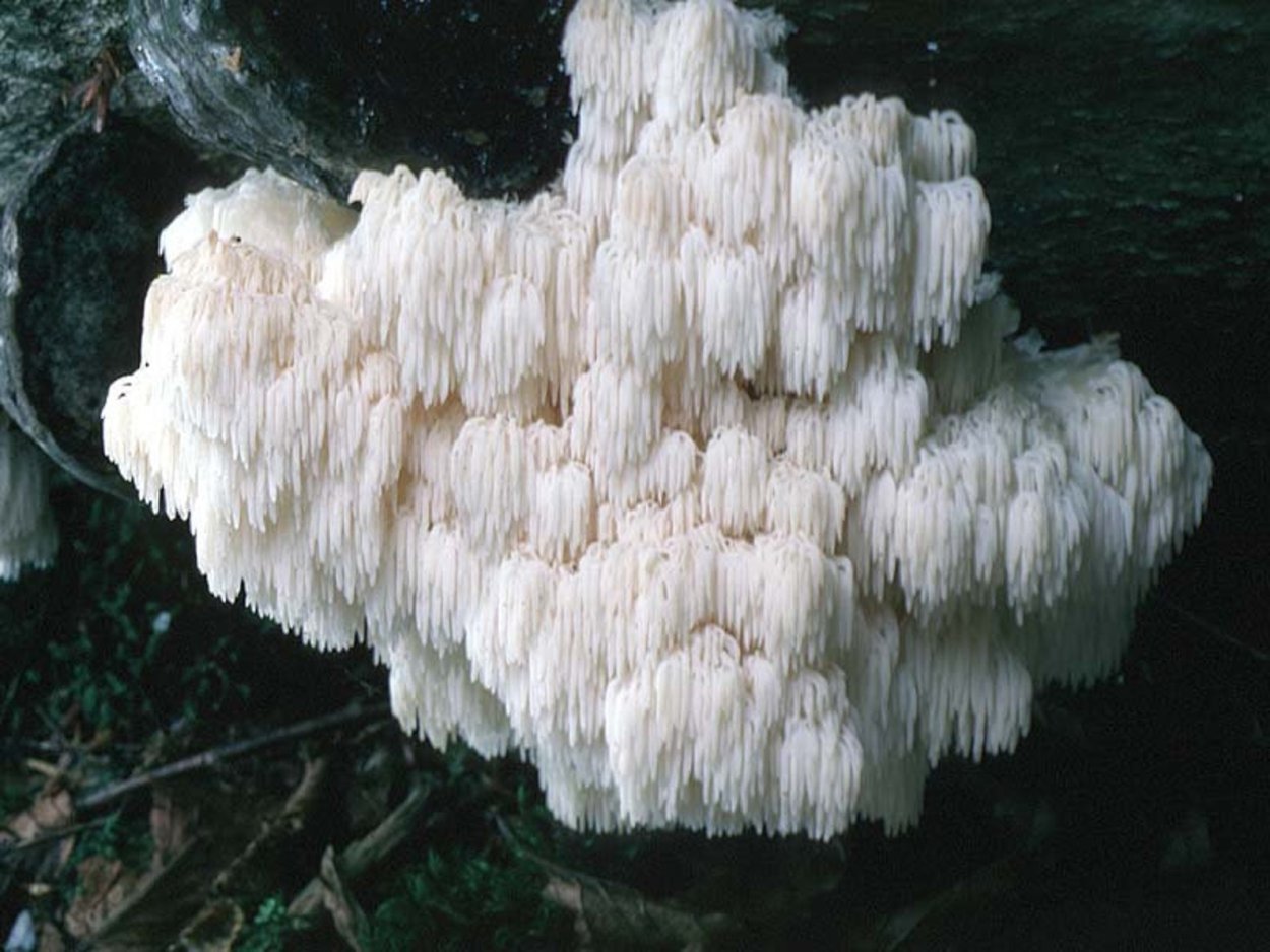Hericium abietis