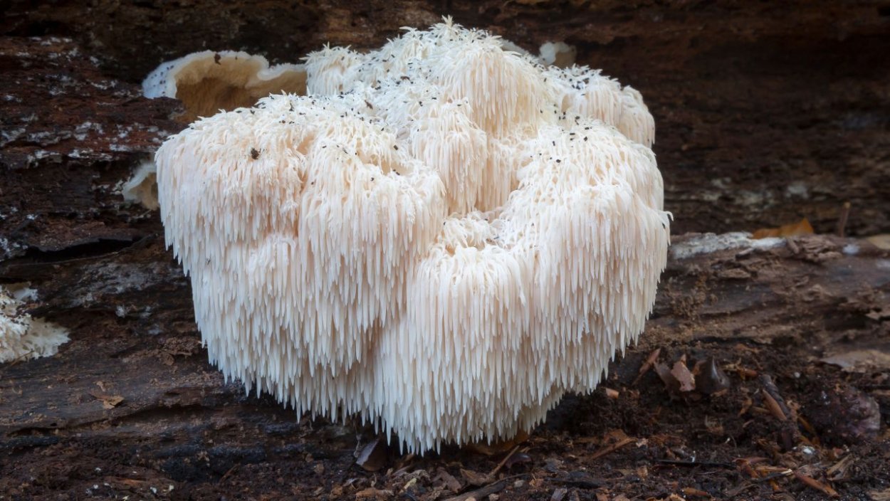 Ежовик гриб съедобный